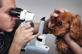 Eye Examination and Diagnostics | Veterian Key