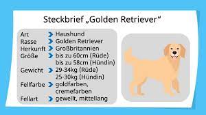 ✓ die vorlage eignet sich besonders im schulumfeld und kann von hand ausgefüllt werden. Steckbrief Schreiben Aufbau Vorlage Und Beispiel Mit Video