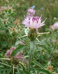 Image result for Vernonella chthonocephala