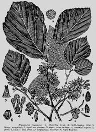 Hamamelis Virginiana Sifali Bitkiler Kutuphanesi