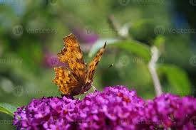 Image result for Polygonia c-album