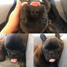 Two male puppies are black brindle. French Bulldog Puppy Petsforhomes