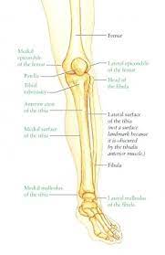 Leg Bone Diagram Leg Bones Bones Of The Ankle Human Anatomy Chart