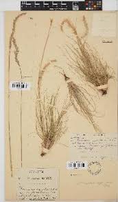 Image result for Swertia welwitschii