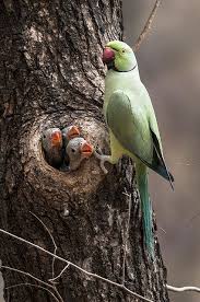Different Types Of Birds With Their Nests Pin On Birds
