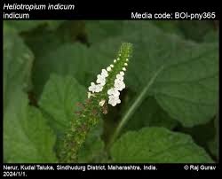 Image result for Heliotropium indicum