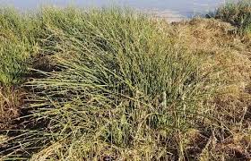 Image result for Schoenoplectus scirpoides