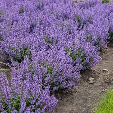 Broom (genista tinctoria ) ‐ 3′ tall and wide, zones 3‐8, full sun. Photo Essay Deer And Rabbit Resistant Perennials Perennial Resource