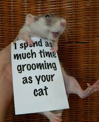 An Adorable Campaign For Rats As Pets Pet Rats Cute Rats Funny Rats