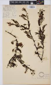 Image result for Acacia borleae