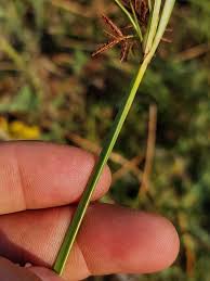 Image result for Cyperus denudatus