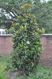 Maybe you would like to learn more about one of these? Little Gem Magnolia Magnolia Grandiflora Little Gem Revolutionary Gardens