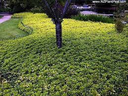 Well you're in luck, because here they. Amazon Com Japanese Spurge 24 Plants Pachysandra Hardy Groundcover 2 1 4 Pot Hirt S Gardens Ground Cover Plants Ground Cover Perennial Ground Cover