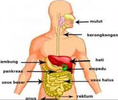 Dendrit membawa rangsang ke badan sel dan diteruskan menuju neurit. 12 Sistem Anatomi Tubuh Manusia Gambar Penjelasan Fungsi