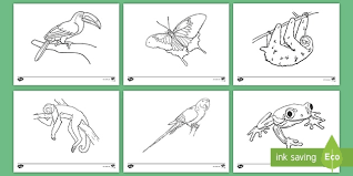 Play with animal habitats sensory tubs. Rainforest Coloring Activity Social Studies Twinkl Usa