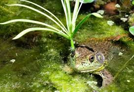 Der Ochsenfrosch Ein Aggressiver Zeitgenosse Tierheilkunde Tiere Frosch Tierheilkunde