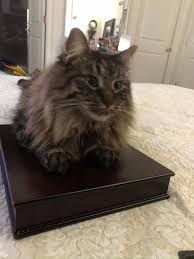 My baby “Tiger” has been missing now from Woodside Knolls Community, Town  of Wallkill in Middletown, NY for 5 weeks and two days, my heart aches and  longs for him, I have