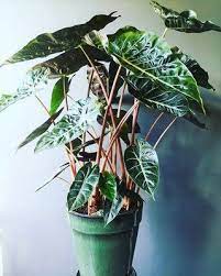 Alocasia Pink Dragon Xl House Plants Interior Plants House Plants Indoor