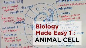 Check spelling or type a new query. Spm Kssm Biology Made Easy 1 Animal Cell Form 4 Chapter 1 Victoriactual Youtube