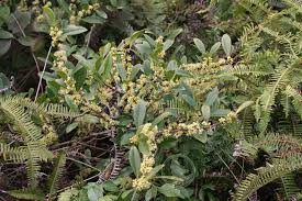 Image result for Embelia multiflora