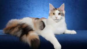 What makes calico cats so special? 640x1136px Free Download Hd Wallpaper Cats Calico Cat Maine Coon Photography Wallpaper Flare