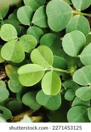 Image result for Grona adscendens