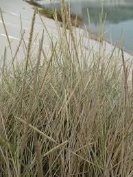 Image result for Sporobolus spicatus