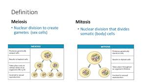 Label the phases of meiosis. Comparing Mitosis And Meiosis Ppt Download