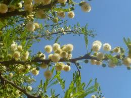 Image result for Acacia robusta