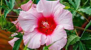 Image result for Hibiscus