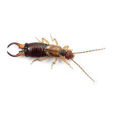 The pinchers on the end of their tails and their reputation for crawling into people's ears are enough to send anyone screaming and running out of the garden. Earwigs
