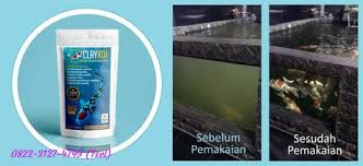 0822 3127 4749 Tsel Jual Beli Penjernih Kolam Koi Berbusa Keruh Berkabut Bergelembung Claykoi Di 2020 Kolam Ikan Kolam Penjernihan Air