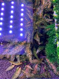 Image result for Nesaea rautanenii