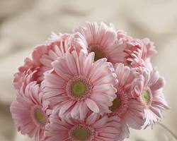 bouquet of gerberasの画像