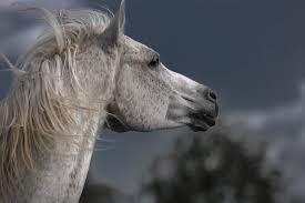 Er zeigte von anfang schon ziemlich aggressives verhalten gegen den boxennachbarn. Die Pferde Horse In Balance