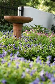 Image result for Torenia thouarsii