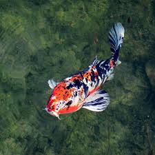 Koi ponds can be the best of all outdoor ponds, with some representing the most tranquil and peaceful scenes in the world. How To Improve Fish Health Willow Pond Koi Farm Koi For Sale