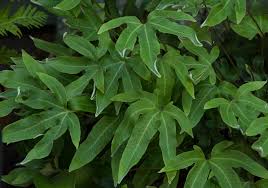 Image result for Pyrrosia