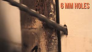 Termite Control Service 1 Minute Edit Youtube