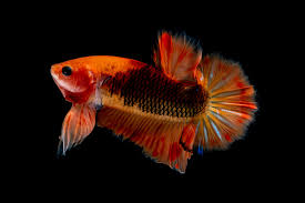 Download this premium vector about orange betta fish logo, and discover more than 12 million professional graphic resources on freepik. The Orange Betta Fish Varieties Breeding And Care Keeping Fish