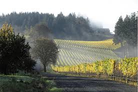7 Beautiful Vineyard Views in the Willamette Valley - Travel Oregon