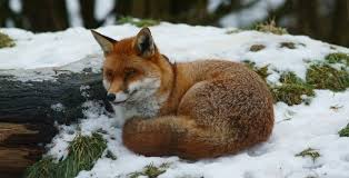 They've seen what foxes do, and they've lost lots. 10 Fascinating Facts About Foxes With Photos
