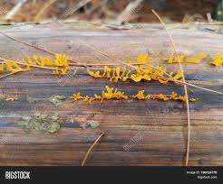 It starts off internally, causes pus leakage, slow healing. Yellow Fungus Growing Image Photo Free Trial Bigstock