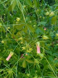 Image result for Hibiscus vitifolius