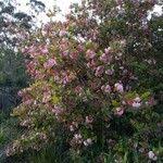 Image result for Rogiera amoena