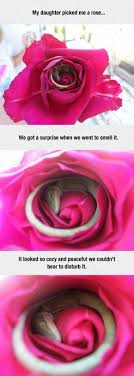 Once In A Lifetime Photos Lizard Sleeping In A Rose Funny Animal Pictures Cute Baby Animals Funny Animals