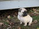 PuppyFind | Pug Puppies for Sale