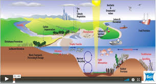 The Hidden Marine Infrastructure Video Listen As Professor Conrad Pilditch Describes The Hidden Marine Inf Carbon Sequestration Infrastructure Ocean Diagram