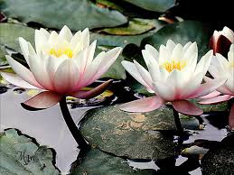 Fausto Papetti – 7