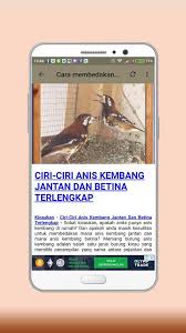 Tips membedakan decu jantan & betina dari trotolan. 24 Burung Anis Macan Jantan Dan Betina Terbaru Pojok Burung